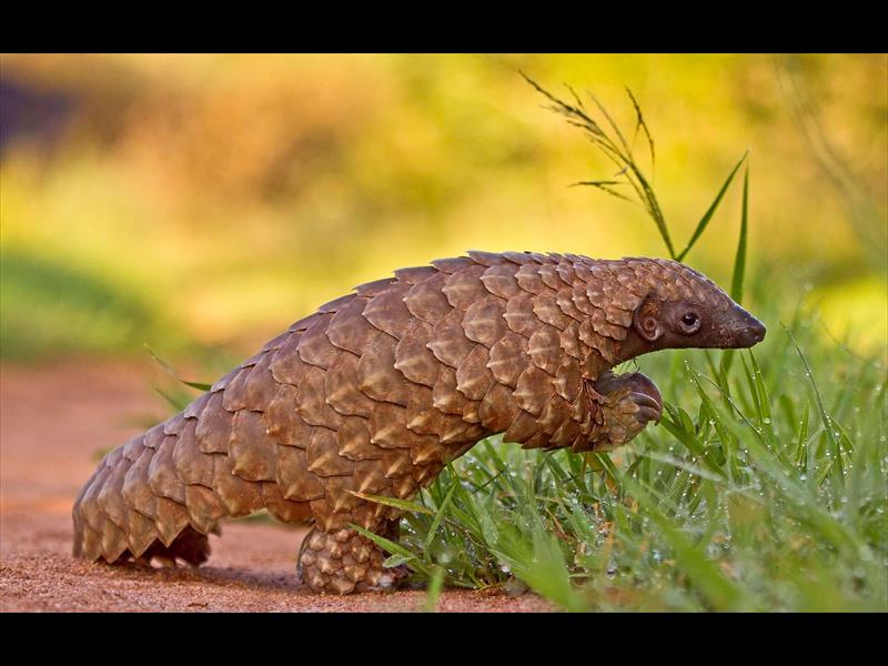 TZANEEN Suspect Caught Selling A Pangolin Letaba Herald