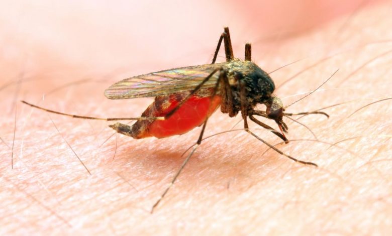 Good rains might increase malaria Letaba Herald